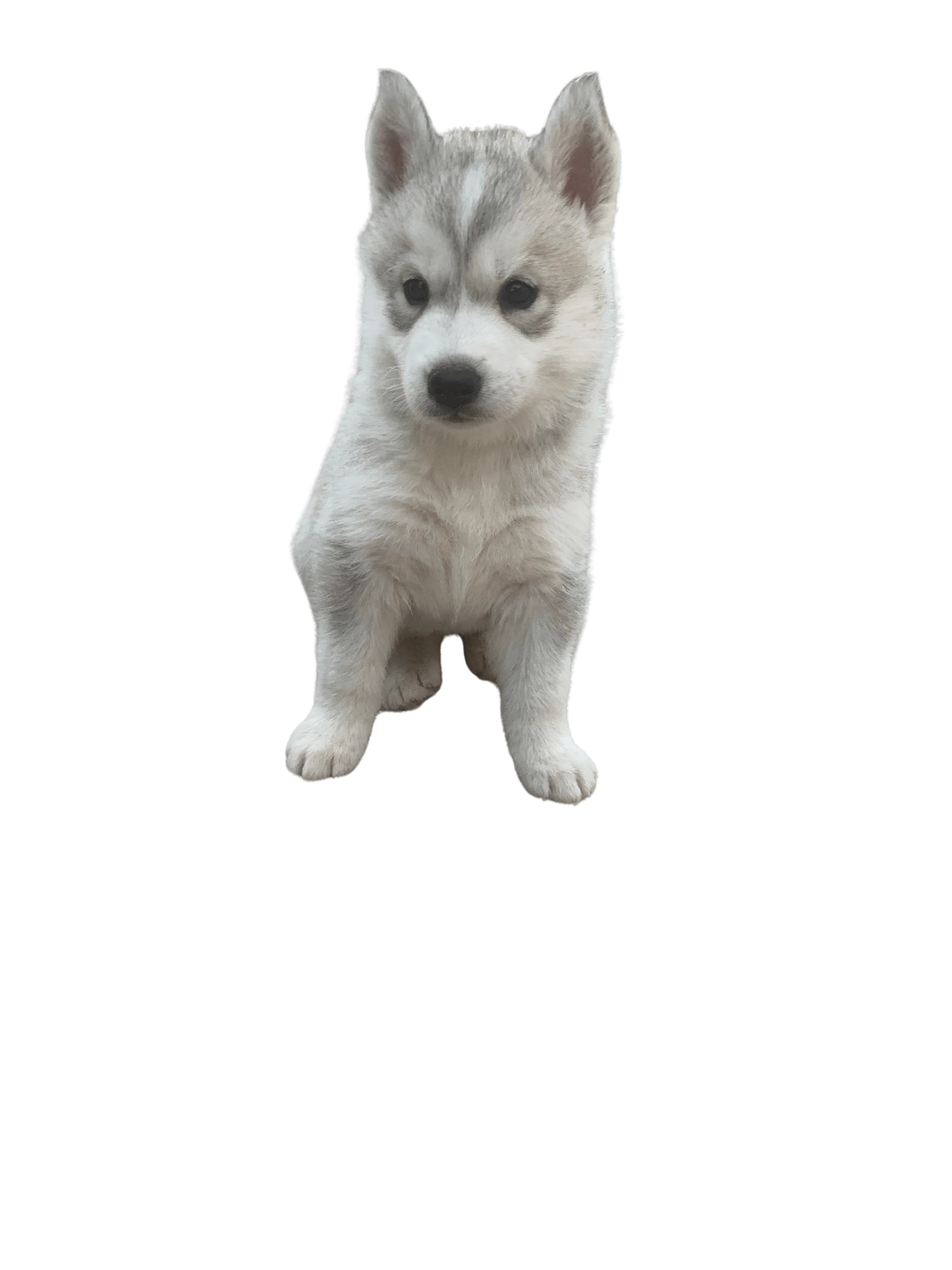 Professional pet waste cleanup service